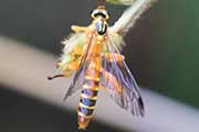 Ichneumon Wasp (Echthromorpha agrestoria) (Echthromorpha agrestoria)